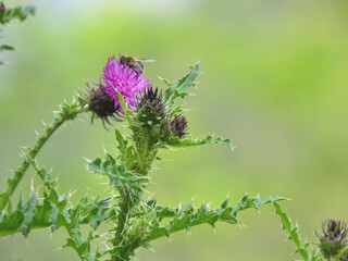 bee on a flower of thistle