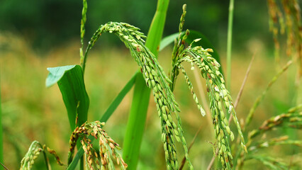 Rice plant is ripe yellow and green leaves on nature background. Beautiful golden rice fields and grains of rice.