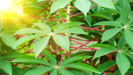 cassava leaves in cassava plantation with copy space