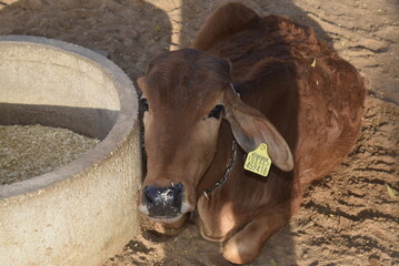 cow on the farm - 790542617
