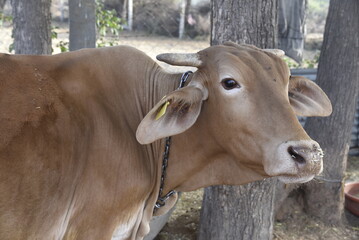 cow on the farm - 790542651