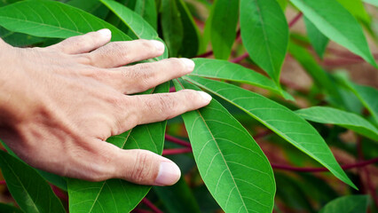 Hand holding a cassava leaves in cassava plantation with copy space - obrazy, fototapety, plakaty