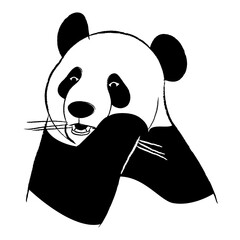 Endangered Chinese native giant panda bear eating a piece of bamboo
