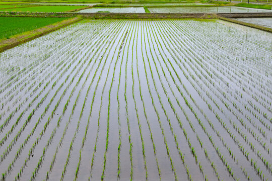 田植え直後の水田　Paddy field immediately after rice planting