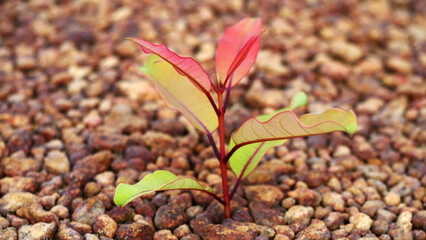 close-up of plants in barren gravel land, new life in barren land.