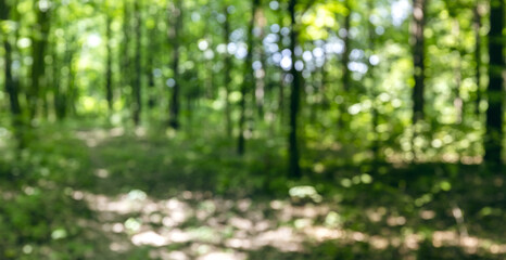 green forest trees with lush foliage on sunny summer day. natural blurred background.