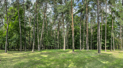 panoramic landscape of a pine forest at summer sunny day.