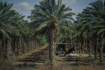 Obraz premium Grove of date palms in the Judea and Samaria Area (West Bank), a disputed territory of Israel. Neat rows of pam trees extend off to the Judean hills in the distance.