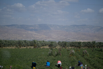 Agriculture in the Judea and Samaria Area (West Bank), a disputed territory of Israel. Date palms and other agriculture dominate the view. In the distance, an Arab settlement rises on theJudean hills.