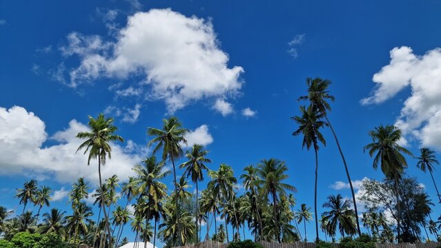 Palmen mit blauem Himmel in Afrika