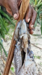 Frisch gefangener Fisch - Oktopus - auf Sansibar in Tansania - Tintenfisch vom indischen Ozean - 790547888