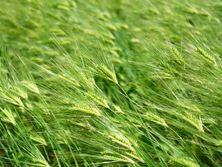 初夏の強風に靡く畑の大麦