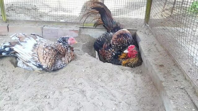 Aseel Rooster and hens bathe in sand. The rooster is dusting himself with his wings. And he is bathing in the ground to clean his feathers. The natural process of roosters sand bathing. 4K Footage.