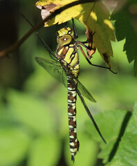 Blaugrüne Mosaikjungfer - Southern Hawker