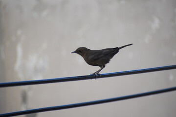 bird on a fence