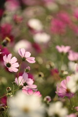 Obraz premium 夕陽を受け花弁が輝く秋桜の花