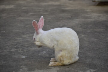 white rabbit in the garden