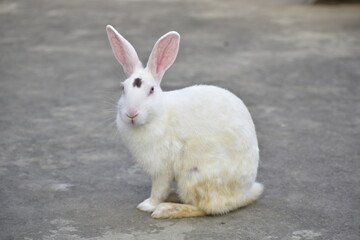 white rabbit in the garden
