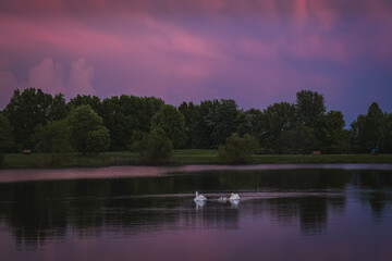 Beautiful view of Midwestern park with two swans and their cygnets swimming in lake at sunset in summer; woods and pastel colored sky in background