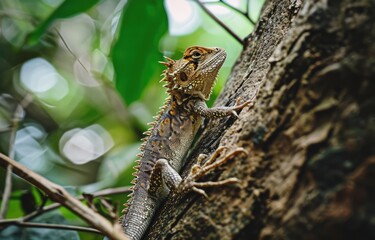Forest Dragon Lizard on Tree