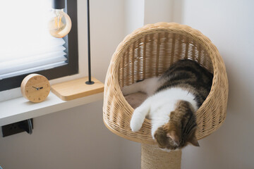 pet care concept with scottish cat relax and sleep in cat house