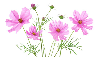 pink gerber daisies isolated on transparent background cutout - obrazy, fototapety, plakaty