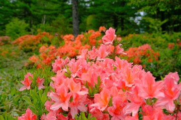 満開の山つつじ