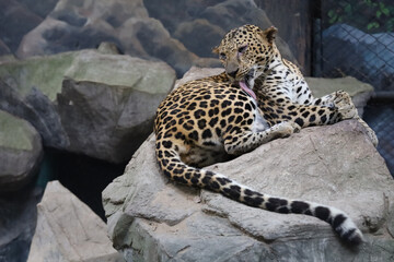 The leopard tiger is cute and speed wildanimal in zoology.