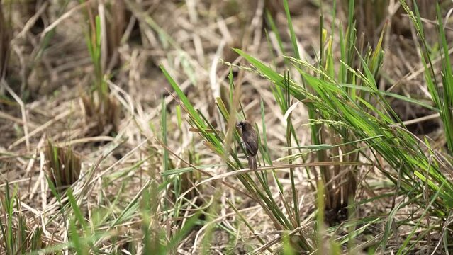 slow motion view of finches flying from rice branches