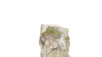 a bird sitting on top of a tree stump