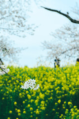 桜と菜の花　フィルム写真