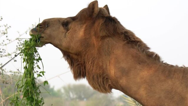 Close-up of camel head (dromedary) grazing in Punjab, Pakistan. A very close up of a beautiful camel. His brown mane sways in the wind. His ears move around. Beautiful slow motion 4k footage.