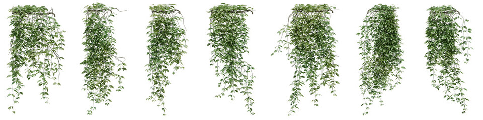 Set of Mucuna_Pruriens plant, Ivy and vine for decorate wall and fence with isolated on transparent background. png file, 3d rendering illustration, clip art and cut