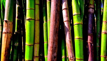 bamboo forest background