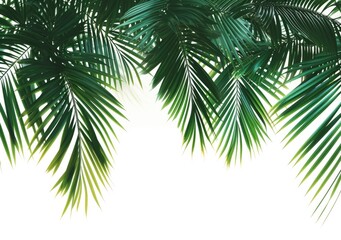 Tropical Palm Leaves on White