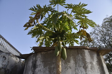 papaya tree - 790565632