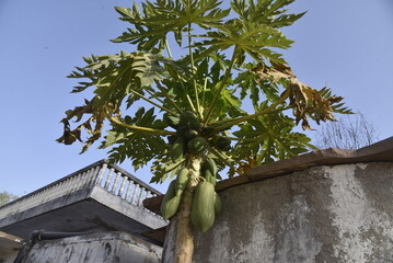 papaya tree - 790565635