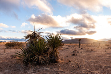 A Joshua Tree National Park landscape shot, taken on a winter afternoon.