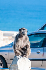 Close-up of a Baboon, papio ursinus, sitting in a car park at Cape of Good Hope, South Africa.