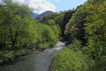 Fototapeta na wymiar 青森県白神山地を流れる笹内川