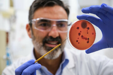Scientist examining a petri dish with salmonella in microbiology laboratory. Scientific research.