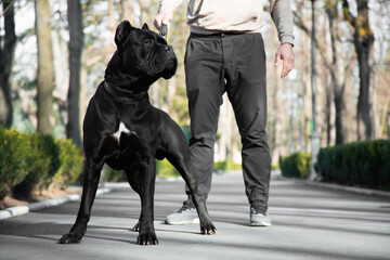 Cane Corso dog in the park with its owner
