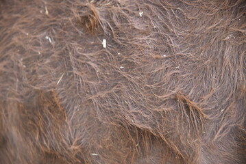 close up of a brown texture