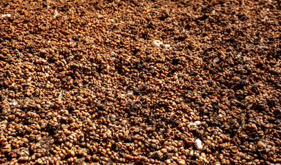 Luwak coffee production process. full frame Sun drenched coffee beans, sprawled across rustic trays, undergo natural drying