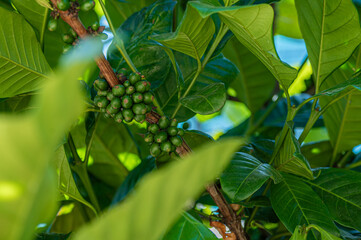 coffee fruits in various stages of ripening, flourishing amidst vibrant foliage of coffee tree....