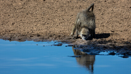 chacma baboon drinking water