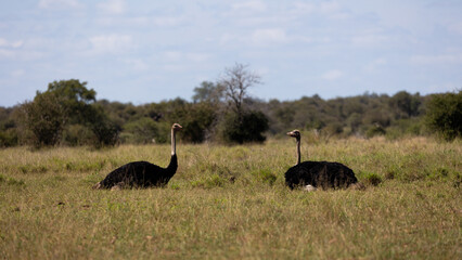 two male ostriches resting next to each other