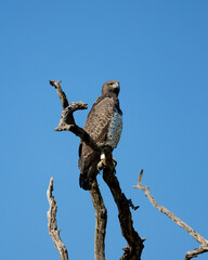 a martial eagle perched in a dead tree
