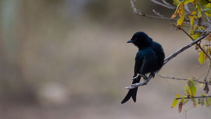 fork-tailed drongo early morning