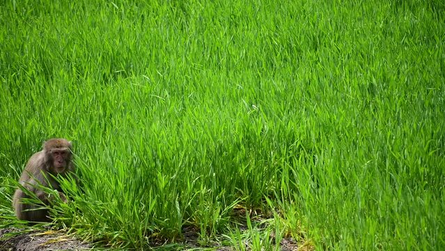座って葉を食べる野生のニホンザル （三重県いなべ市, 2024年4月）
